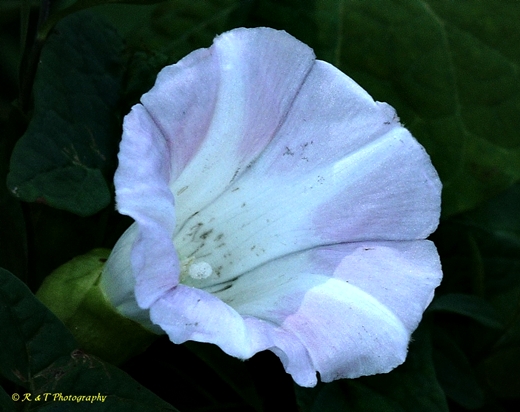 {Calystegia silvatica}